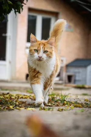 Willy, adopted