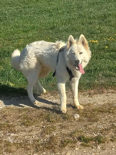 AIKO, adopted