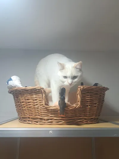 COOKIE, adopted