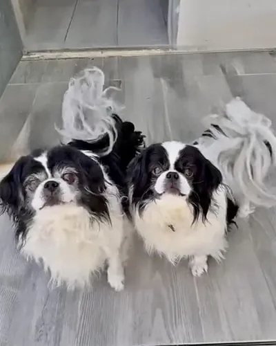 LULU & ELEO, adopted