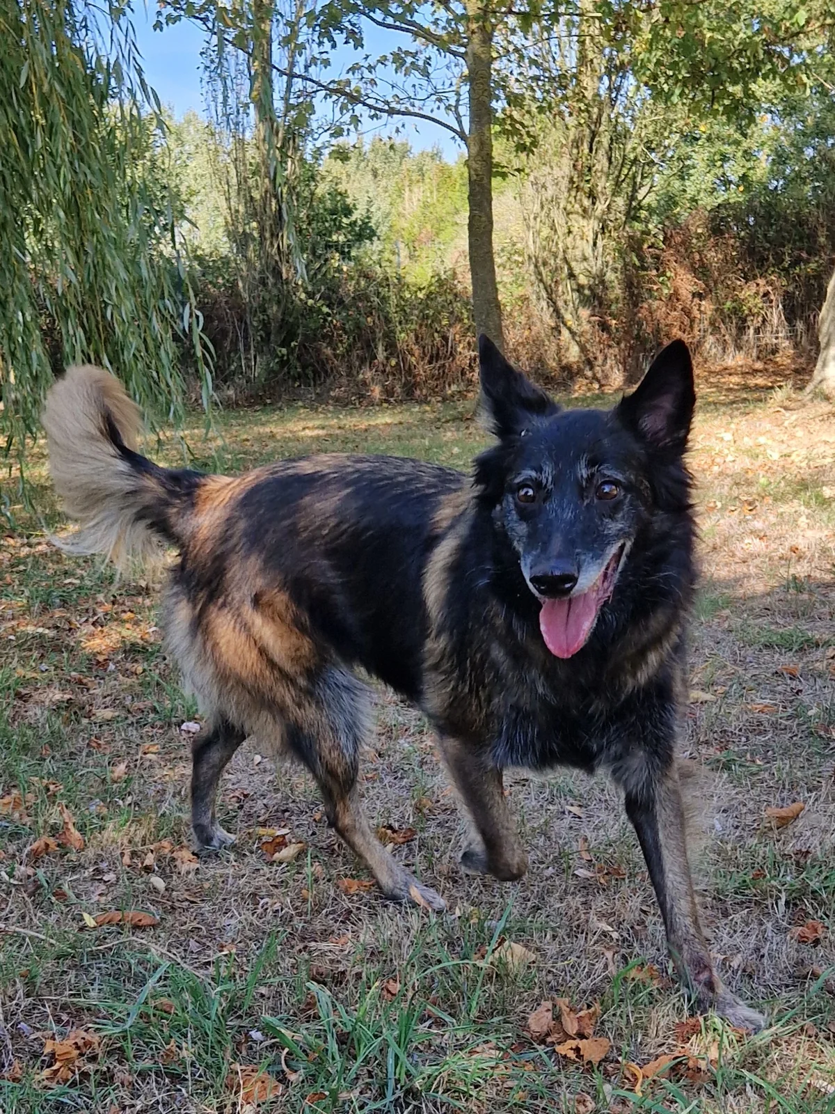 Belgian Tervuren