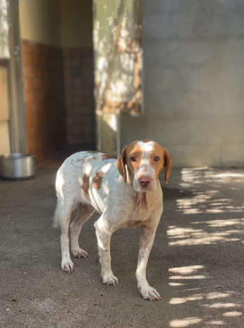 Brittany Spaniel