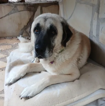Anatole, adopted