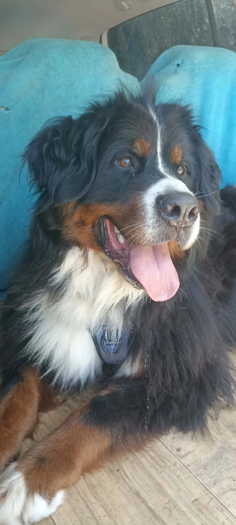 Bernese Mountain Dog