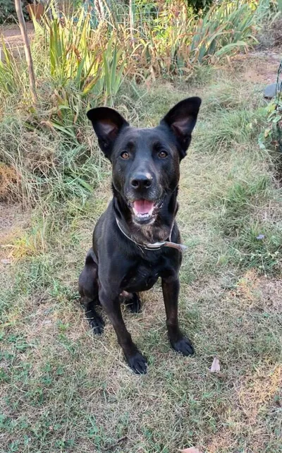 LULU (réservé), adopted