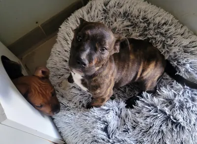 ESQUIE (réservée), adopted