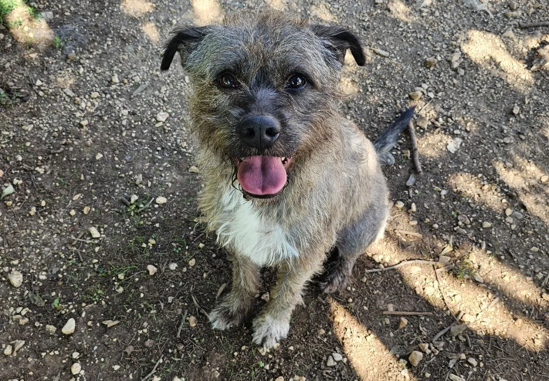 Cairn Terrier