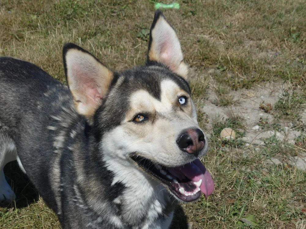 Alaskan Malamute