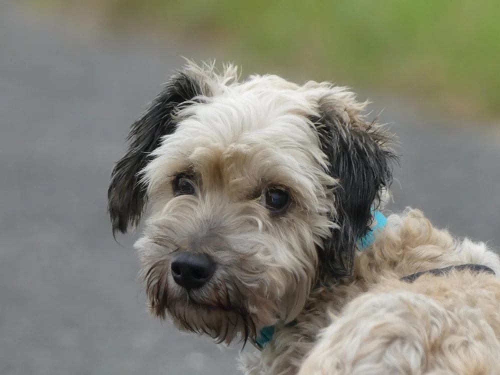 Bichon Frisé