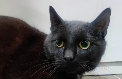 PRIYA – Réservée, adopted