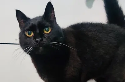 NÉNÉ (EN OPÉRATION DOYEN) – Réservée, adopted