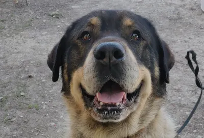 LOUBO (réservé), adopted