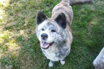 Princess (réservée), adopted
