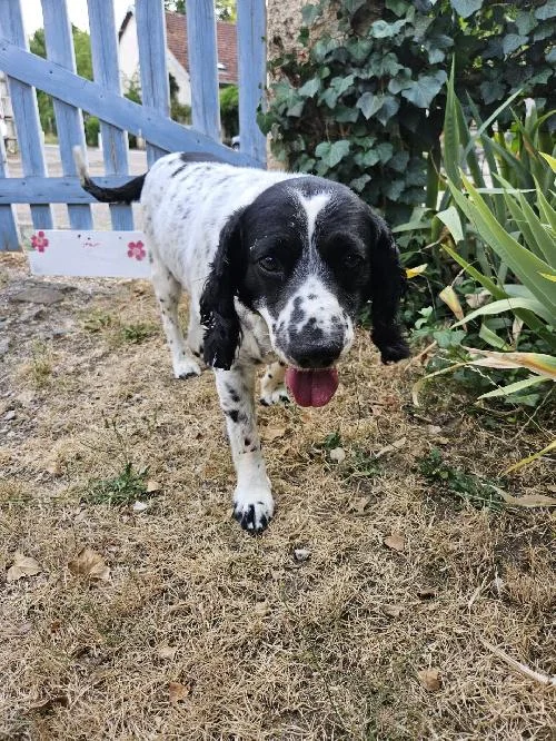 English Springer Spaniel