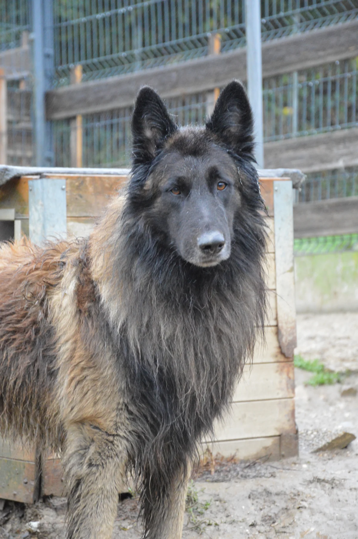 Belgian Tervuren