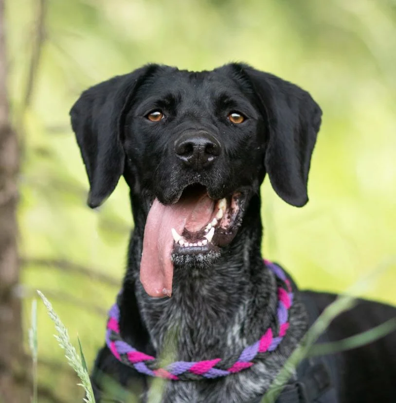 German Shorthaired Pointer