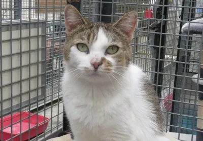 JAZZY (réservé), adopted