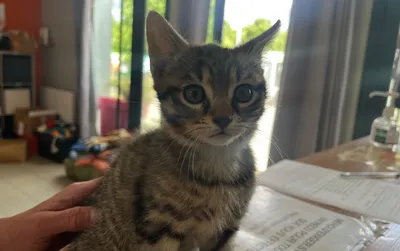 BUCKY Réservé, adopted