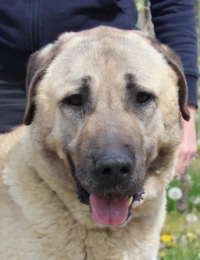 MAKI, adopted
