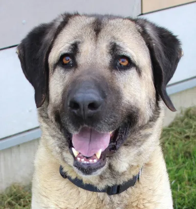 NAALA, adopted