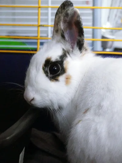 Pomeline – Femelle vaccinée et stérilisée – 2 ans, adopted