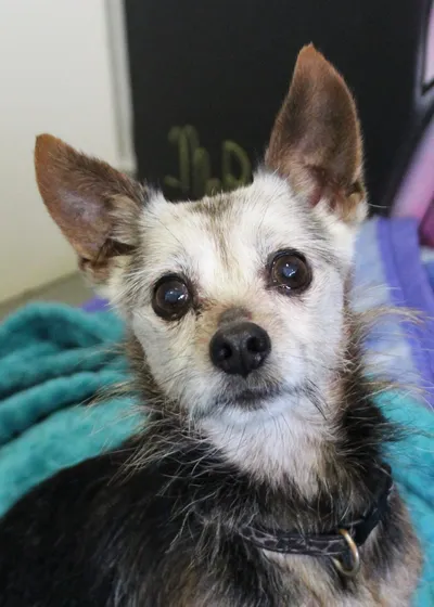 TIMY, adopted