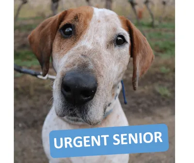 TOM -SOS SENIOR, adopted