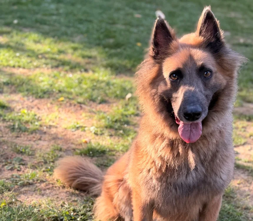 Belgian Tervuren