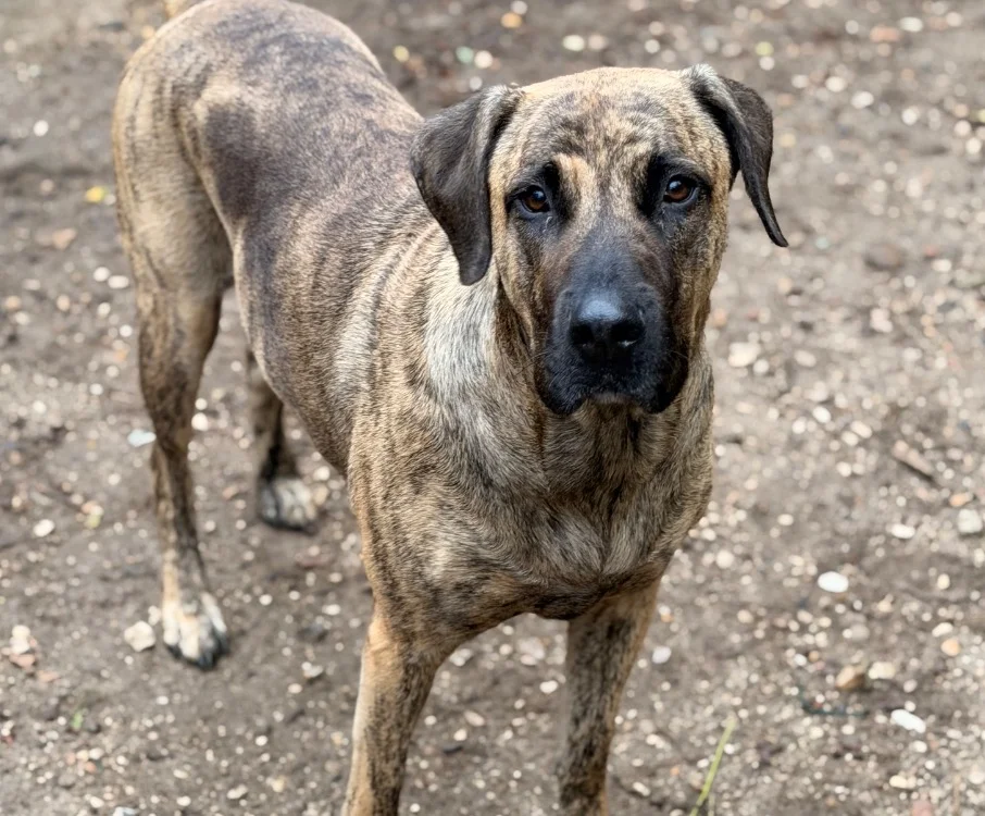 Cane Corso