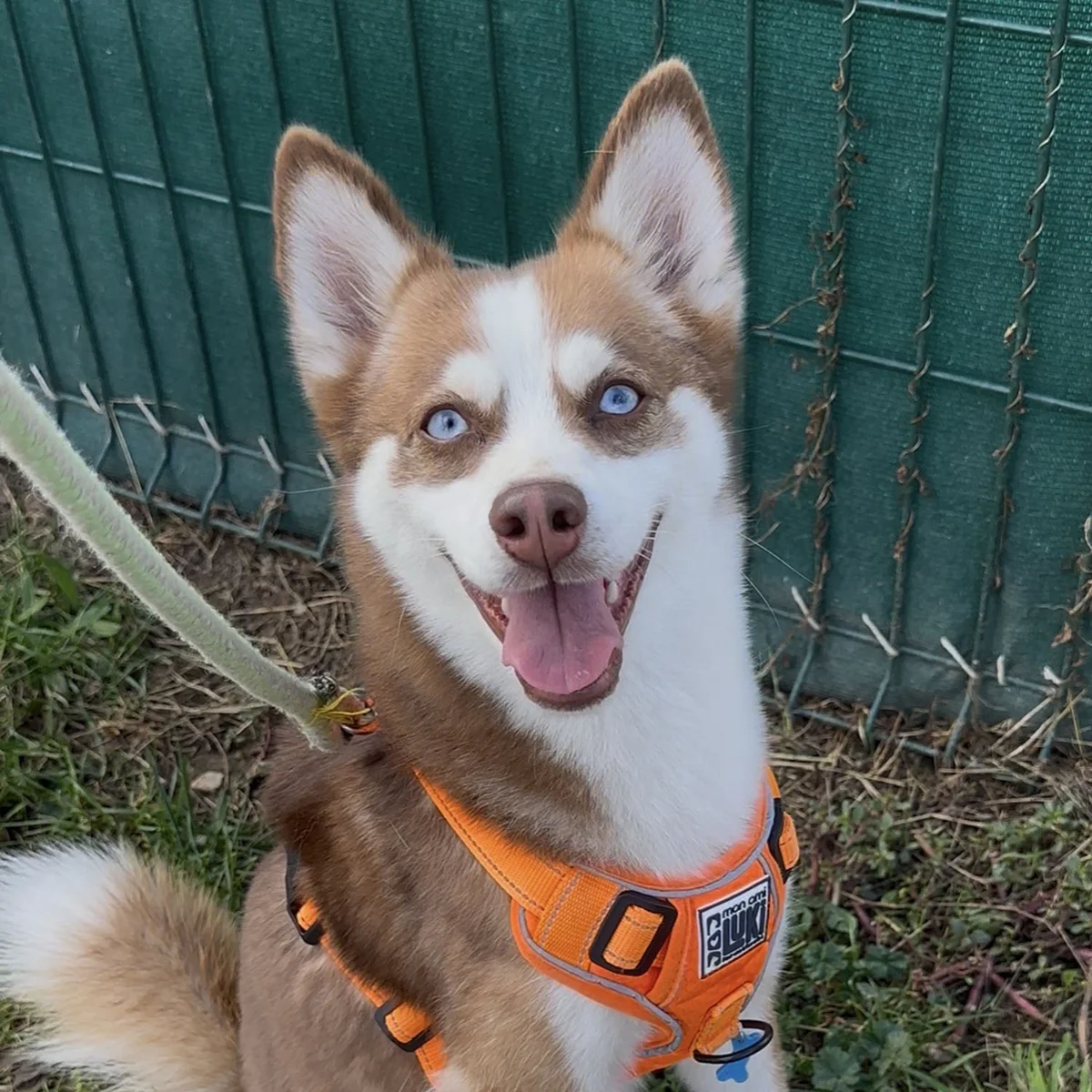 Pomsky