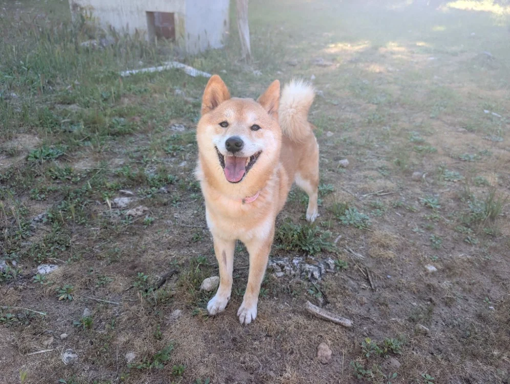 Shiba Inu