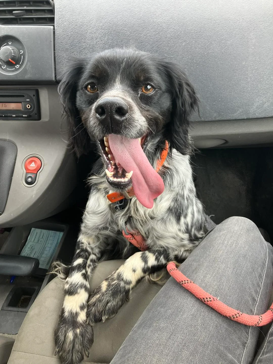 Brittany Spaniel