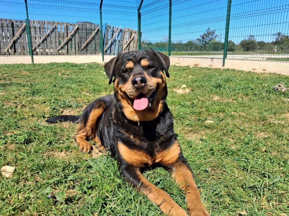 Rottweiler