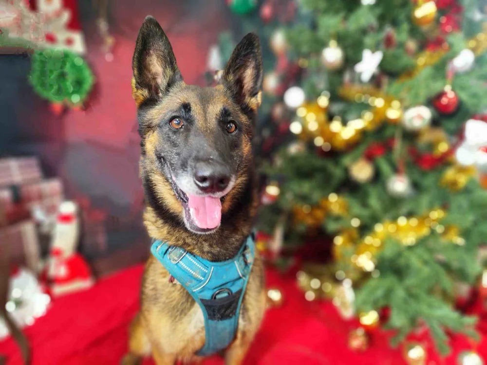 Belgian Malinois