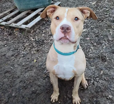 KENZO réservé, adopted