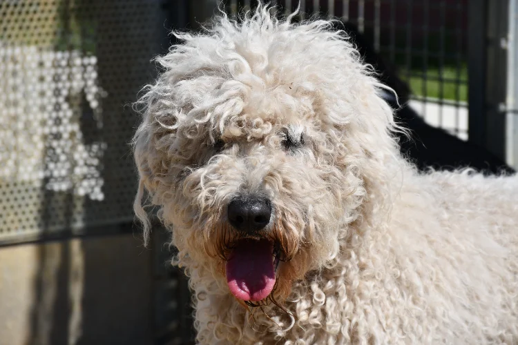 Poodle