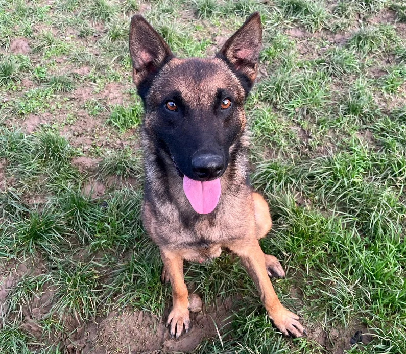 Belgian Malinois