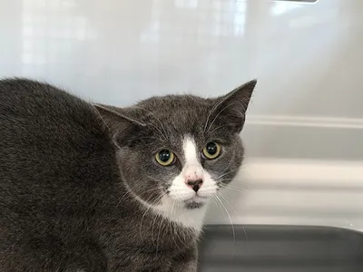 ROMEO réservé, adopted