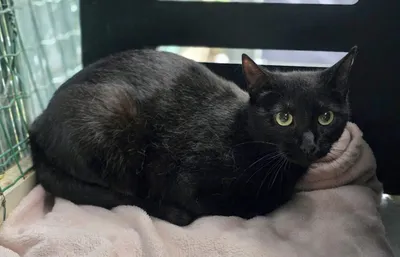 Violette, adopted