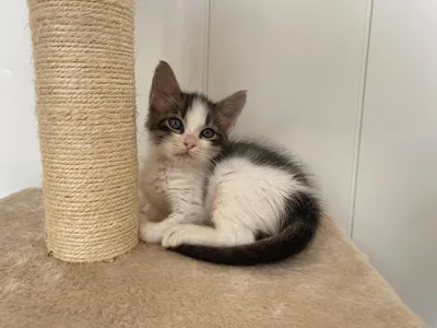 Faso (réservé), adopted