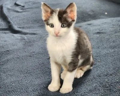 Jerry( réservé), adopted