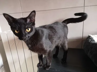 Réservée caprice, adopted