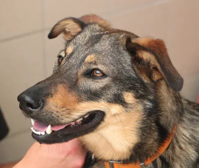 RAYKA- Réservée, adopted