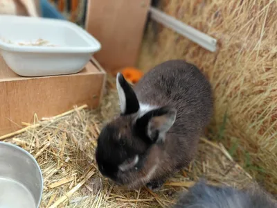 NINJIN (réservé), adopted