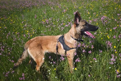APOLLO (réservé), adopted