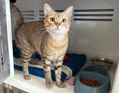 Luxe (réservée), adopted