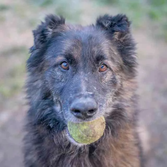 Belgian Tervuren