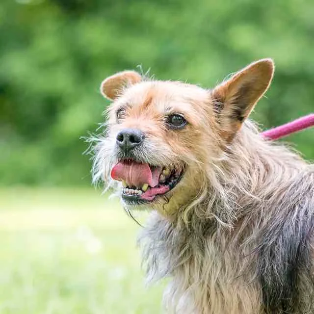 Cairn Terrier