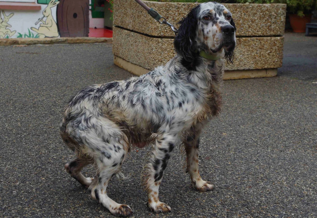 English Setter