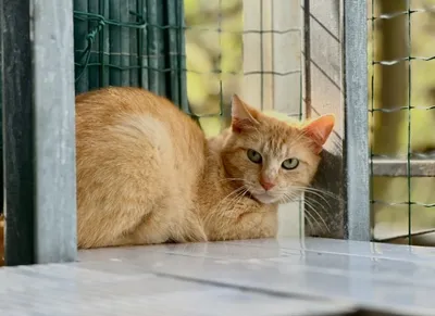 Palou, adopted